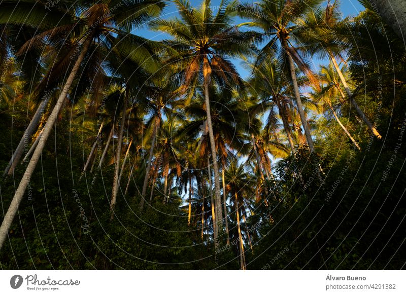 Landscape of tropical forest and tall coconut palms at sunset, Barracuda Beach, Pulau Kadidi Island, Togian Islands, Indonesia Gulf of Tomini