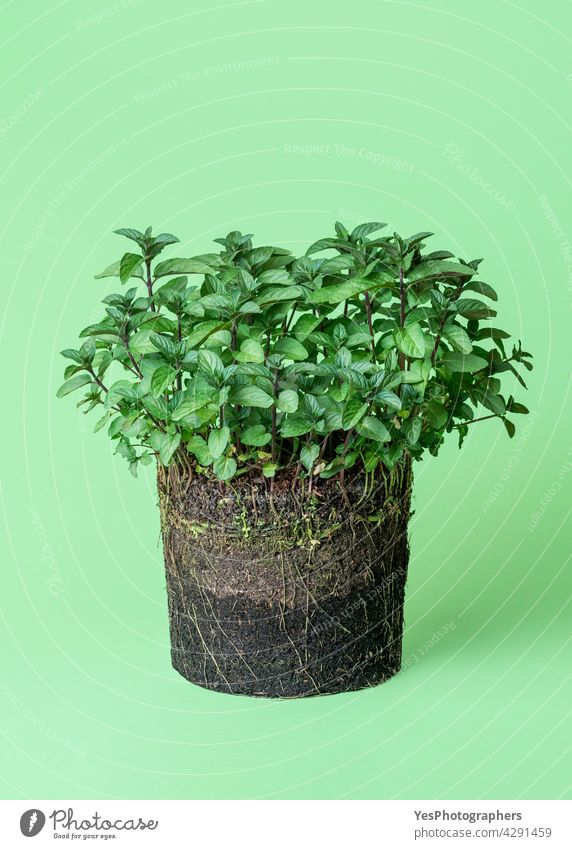 Mint plant growth in the soil. Pot plant isolated on a green background. Spring agriculture biology black botany concept cultivate cut out details develop dirt