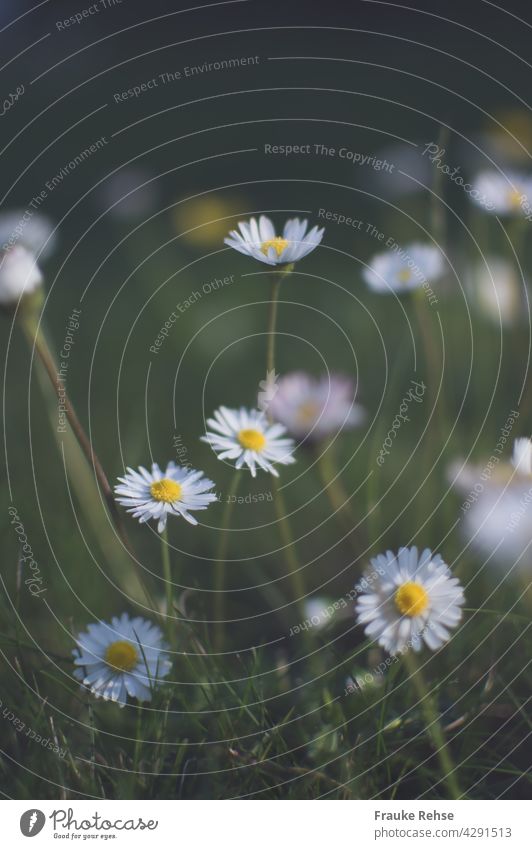 Daisies stretch to the evening sun Daisy Meadow White Yellow Green Spring Summer Sunlight Garden Blossom Grass Lawn to the light sunbathe