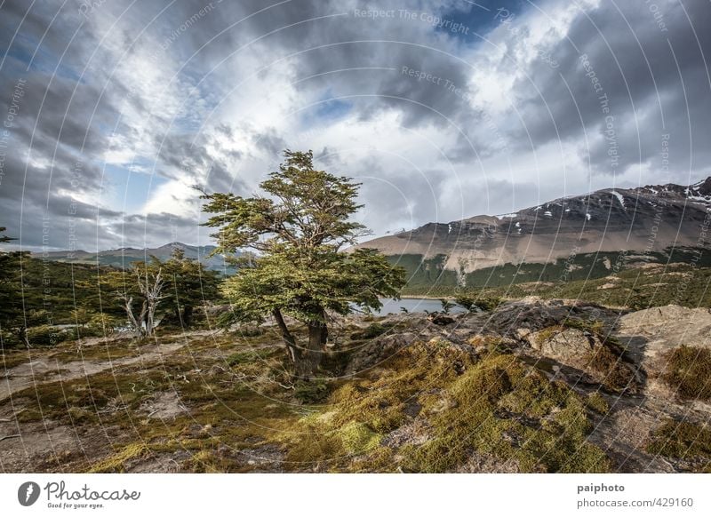 tree framed by clouds Adventure Argentina Calm Chile Clouds Colour Multicoloured Forest Hiking Moon Moonrise Mountain Night Patagonia Pristine Pure Relaxation