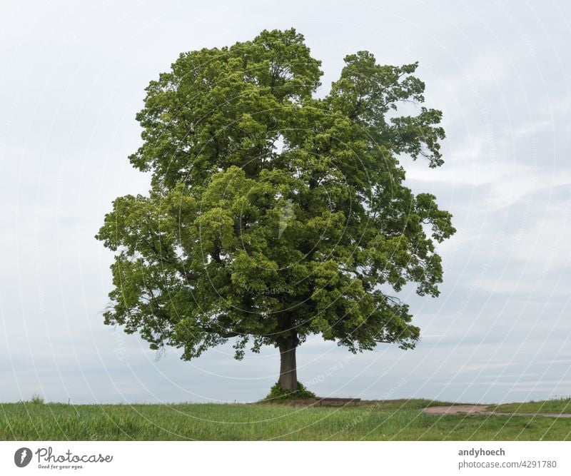 Single green tree with a bench for relaxing alone Background beautiful blue clean clear country countryside durable ecology empty environment field foliage