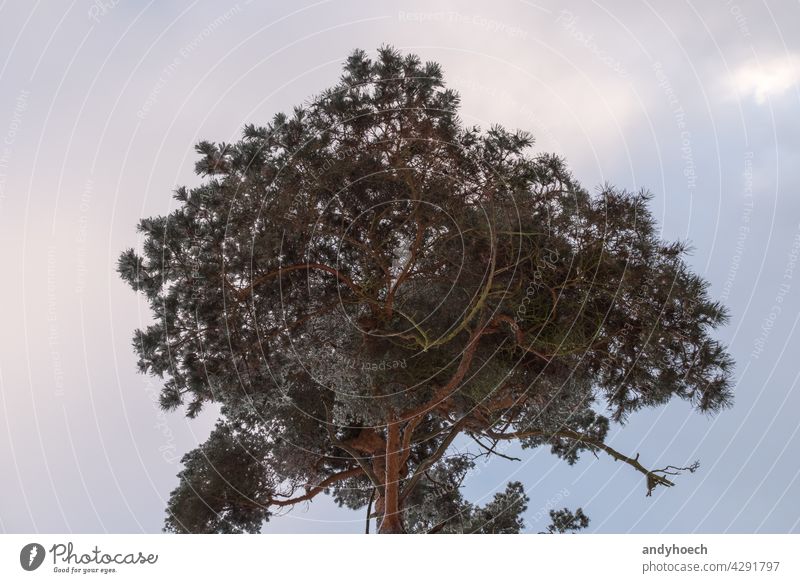 A canopy of a conifer under a cloudy sky alive atmosphere beautiful branch clouds cloudscape coniferous coniferous tree conifers day environment environmental