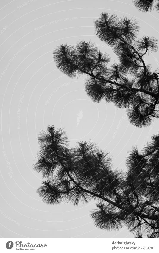 Pine with long needles during the growth phase in summer with backlight and silhouette cut out Jawbone pine pinus Conifere conifer Exterior shot Colour photo