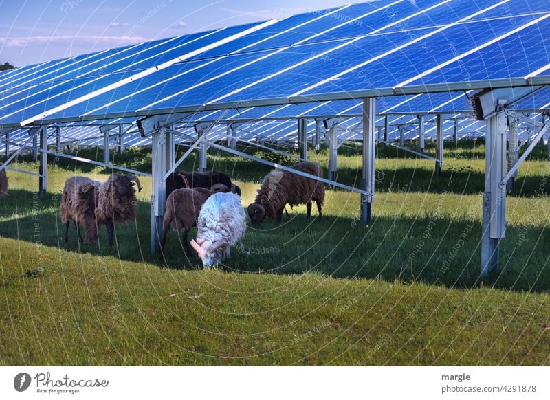 Sheep grazing under a solar plant sheep Meadow graze Solar cell Herd Nature Solar Energy Solar system solar energy Renewable energy Energy industry Solar Power