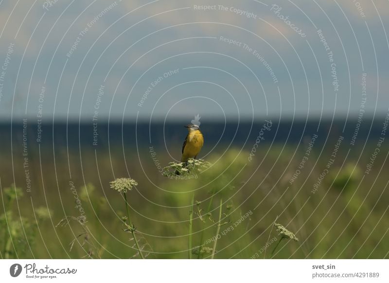 Yellow Wagtail, Motacilla flava, 	Blue-headed Wagtail, Western Yellow Wagtail. A small yellow wagtail songbird sits on a green bush in the middle of a meadow against the backdrop of blue forest strip.