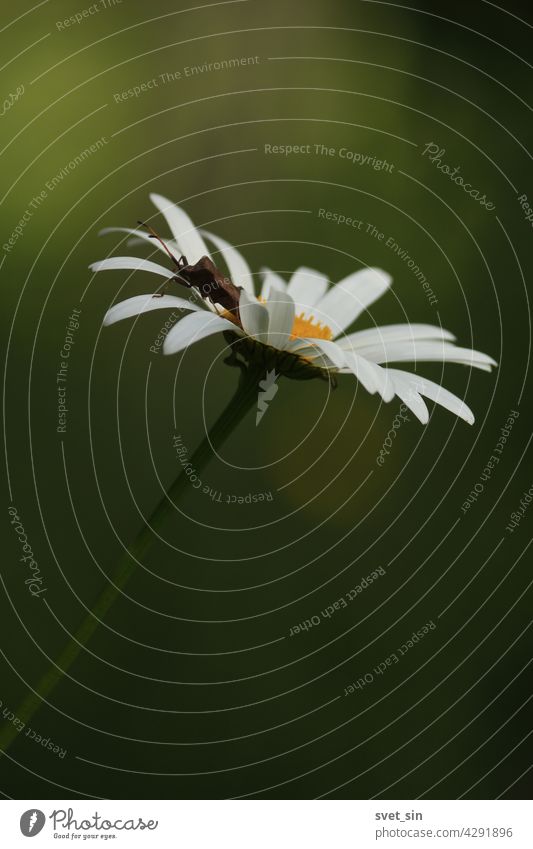 Leucanthemum vulgare, ox-eye daisy, oxeye daisy. Daisy flower with white petals and yellow center close-up on a dark green background outdoors. Insect on the petals of a white flower.