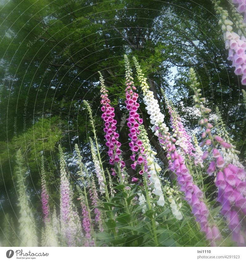 Foxglove Digitalis purpurea in different colour variations Flower biennial Wild plant Red foxglove White pink Pink Poisonous plant gifftig Brownroot candles