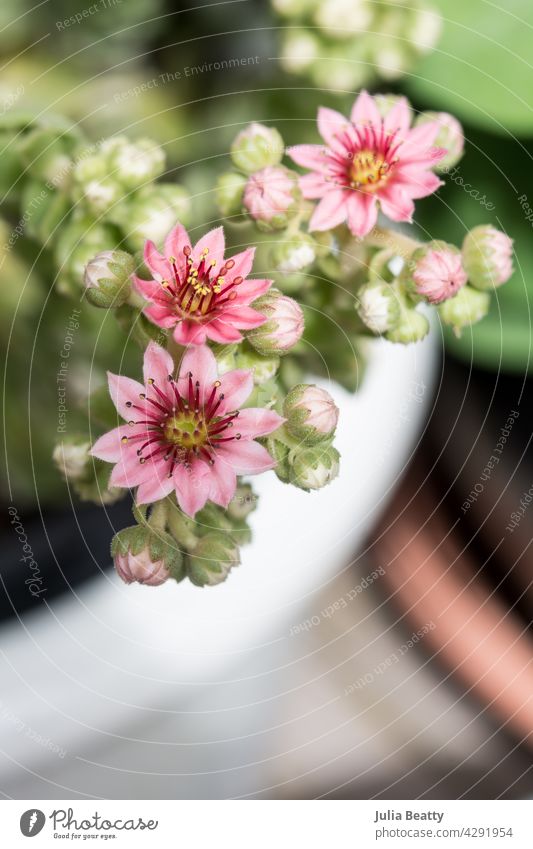 Drought tolerant Hens and Chicks plant blooming in a white pot on a wooden deck; bird's eye view hens and chicks garden pink houseplant succulent