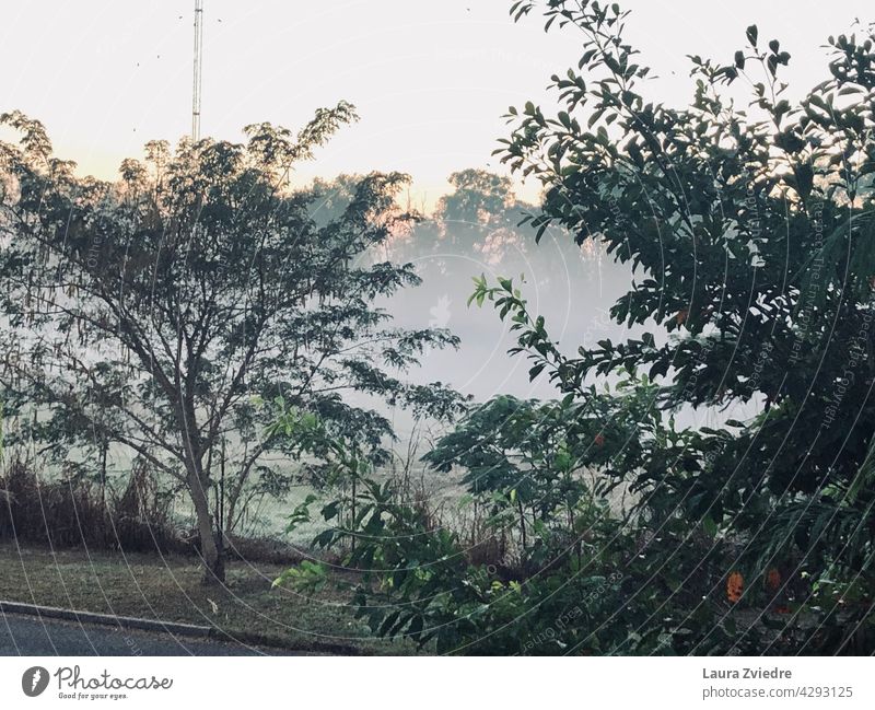 Morning mist through the trees Morning fog Fog foggy Sunlight landscape scenery Nature misty Tree outdoor season morning light morning mist environment view