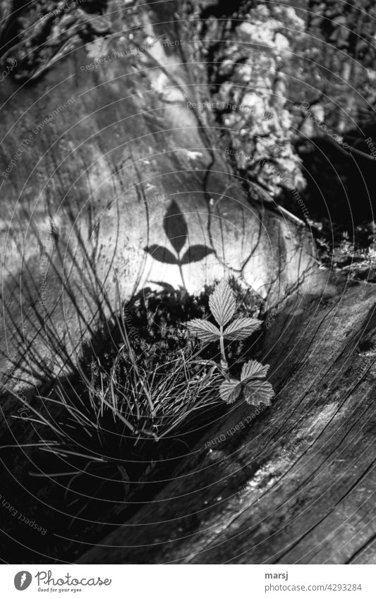 When the shade of the 3 raspberry leaves steal the show from the plant. Shadow Skyberry Leaves Raspberry plant Light and shadow Shaft of light daylight