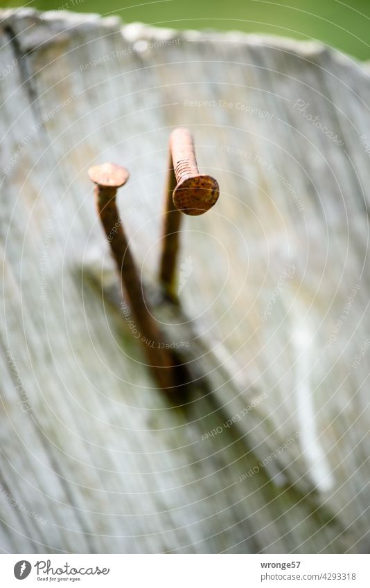 ¡Trash! | Nails with heads topic day trash nails Close-up Wood Detail Old Warped Crooked nails Colour photo Deserted Shallow depth of field Wooden board