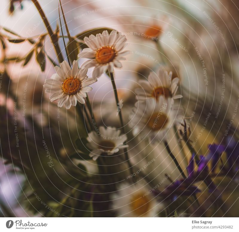 Roman chamomile Wild herbs Spring Nature naturally Shallow depth of field Exterior shot Macro (Extreme close-up) Green Plant Close-up Detail Foliage plant