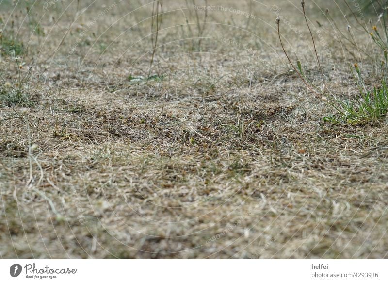 Climate change, parched meadow in summer Environment Nature Drought Hot Dry Shriveled Summer lack of water Agriculture Ground Global warming Dried To dry up