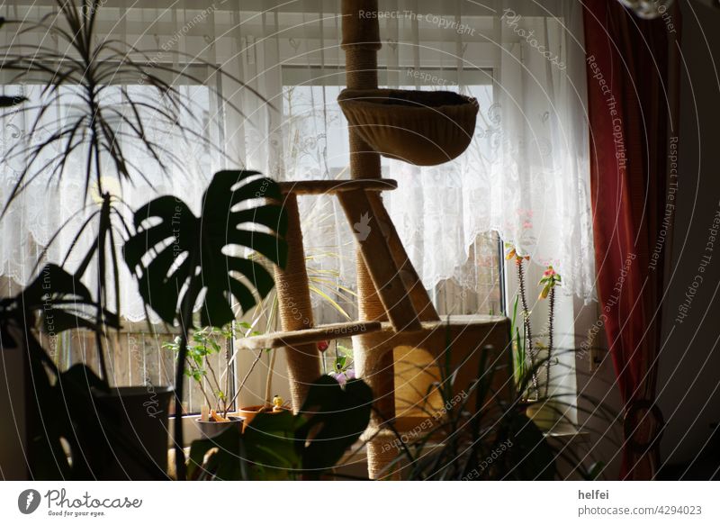 Cat scratching post with green houseplants in front of bright window Monstera Houseplant Leaf monstera adansonii Botany Pot plant Back-light Interior shot