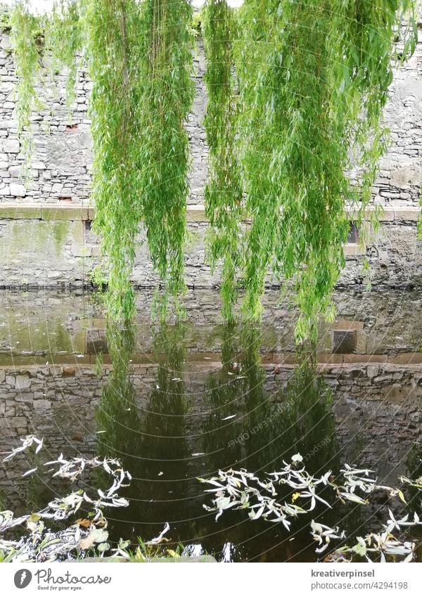 Summer freshness Tree Nature Branch Green Plant Exterior shot Surface of water Reflection Water reflection Lake Deserted Pond Sunlight Idyll masonry Forest