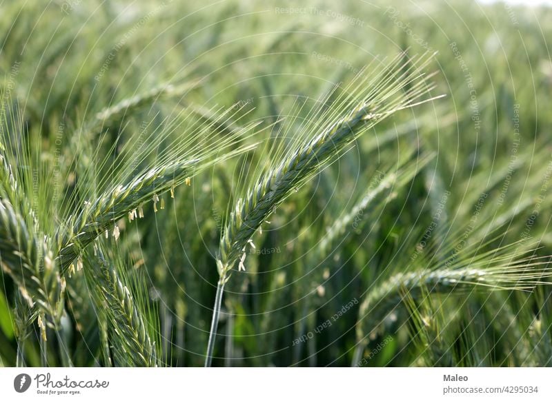 Close up of young green wheat on the field nature plant grow growth agriculture closeup background farm fresh cereal rural seed spring summer beautiful beauty