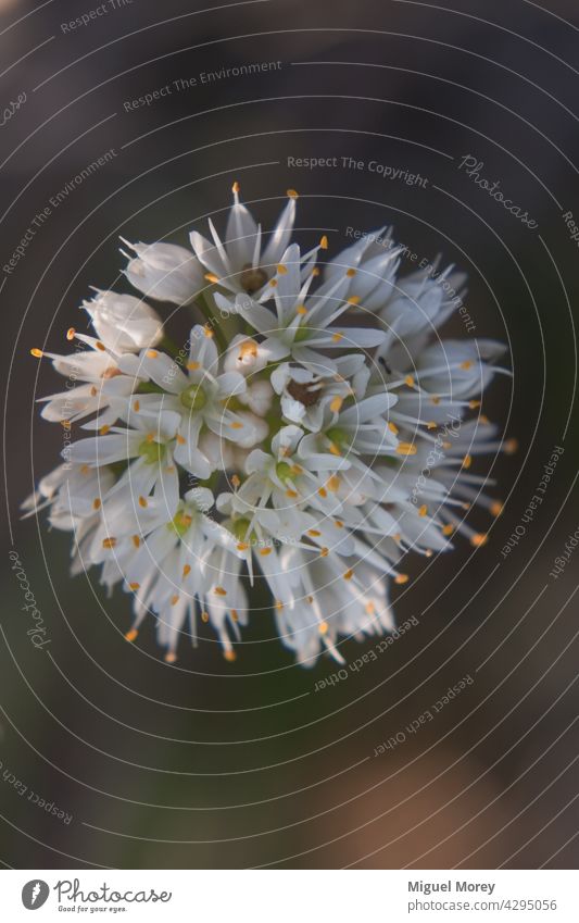 Allium victorialis, common name Victoria onion, wild flowering plant with small white flowers. wildflowers bouquet blurred background Floral natural nature