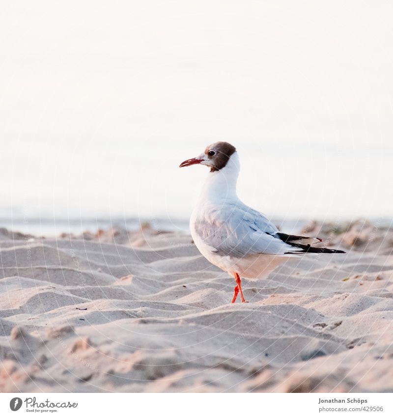 morning roll call Bird 1 Animal Contentment Seagull Gull birds Individual Baltic Sea Beach Ocean Vacation & Travel Exterior shot Sandy beach Swagger Pride