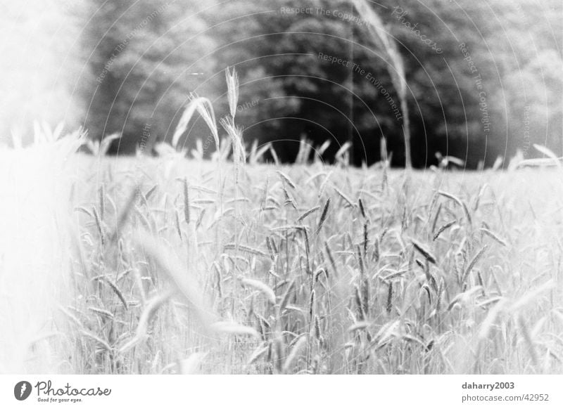 cornfield Wheat Near Grain eras Bed in