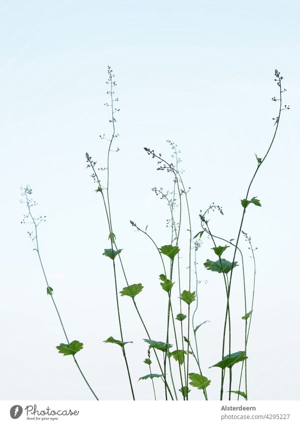 tips of purple bellflower with small green leaves on thin flower stalks upper part of delicate flower stalk against sky blue background Flower Green Grass Plant