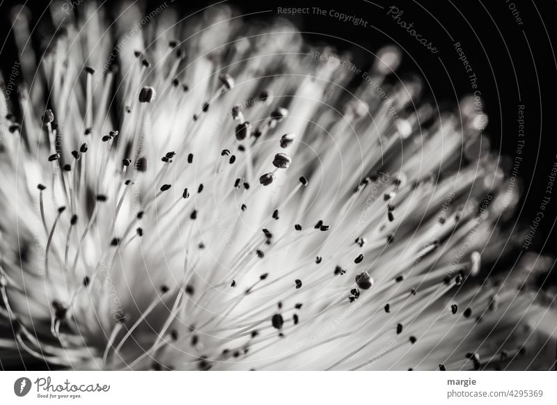 Flower with pollen in black white Forward Long shot Central perspective blurriness Deserted Macro (Extreme close-up) Detail Exterior shot Close-up Calyx Bud