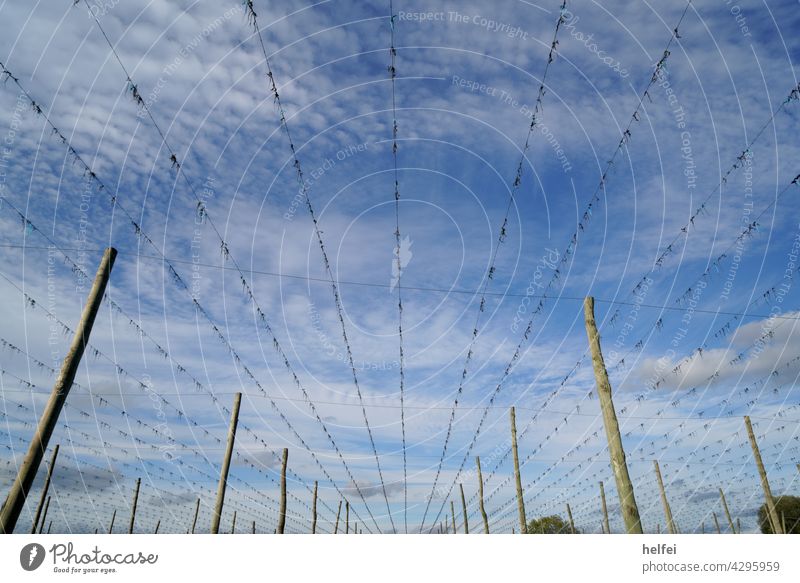 Harvested hop field with tension wire and wooden poles in front of blue sky Hop hop cultivation Forward hallertau hop garden Sunset Landscape Plant Beer Sky