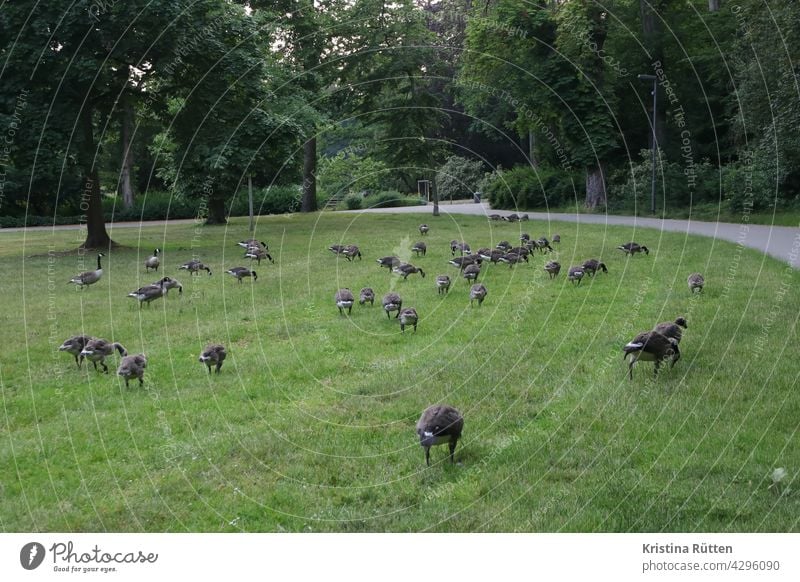 flock of geese eating grass in the city park Flock of Geese Canada geese wild geese Meadow Grass Lawn To feed flock of birds Park Nature out Many Free Wild