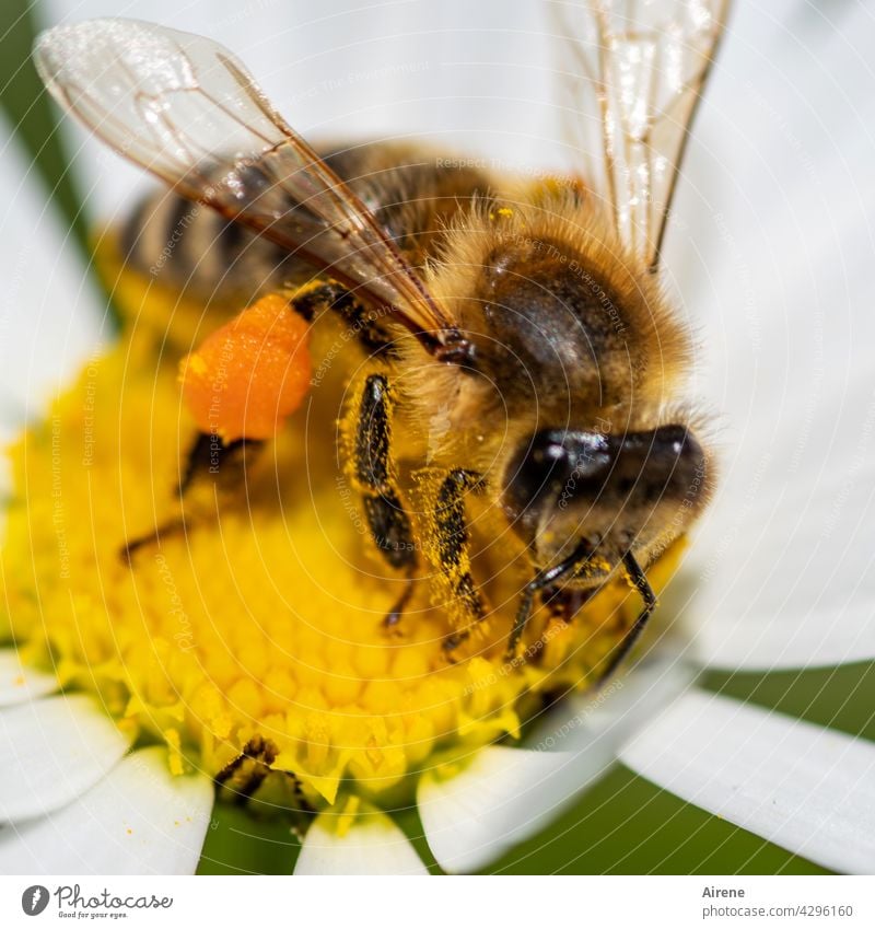 passion for collecting Bee Flower Diligent Marguerite naturally Crawl To enjoy Accumulate Joie de vivre (Vitality) Sustainability Fragrance Pollen Plant Blossom