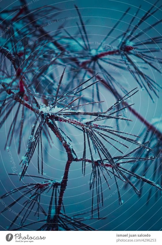 snow on the pine tree leaves in winter season pine leaves branches leaf green ice frost frosty frozen white nature textured outdoors background wintertime