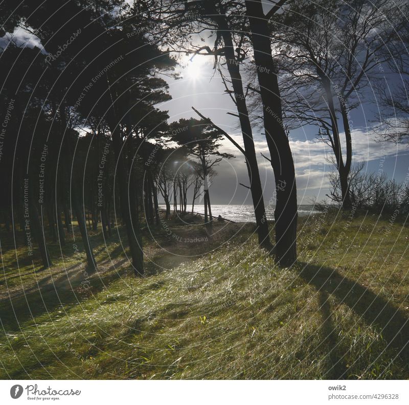 Dunkeldarß Western Beach Darss trees Sky Clouds Landscape Nature Baltic Sea coast Sun Ocean Tree Environment Exterior shot Contrast rays shine Illuminate