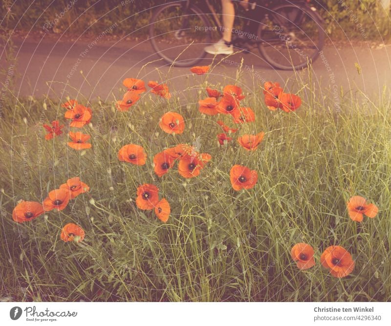 Poppies by the wayside and a cyclist on his morning commute to work Poppy Corn poppy Papaver rhoeas Escarpment Wayside cyclists Commute Leisure and hobbies