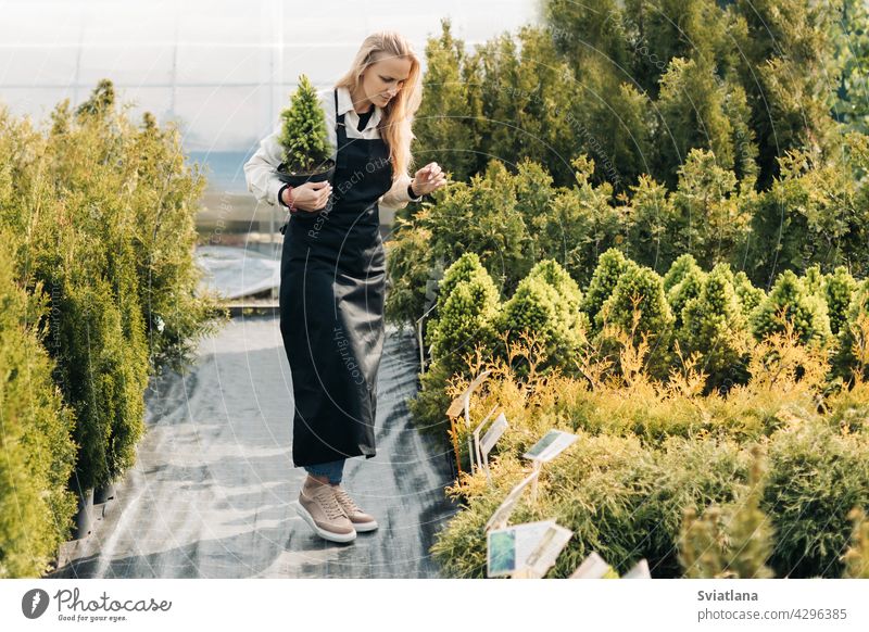 A girl gardener checks coniferous plants in the garden center in early spring. Landscape design. Tree planting season. garden shop landscape design evergreen