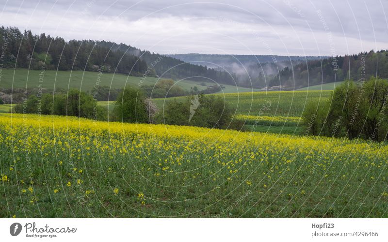 Landscape in spring at the rape blossom Nature Close-up Rural Field Arable land acre Sky Tree Exterior shot Blue Deserted Day Colour photo Sunlight Weather