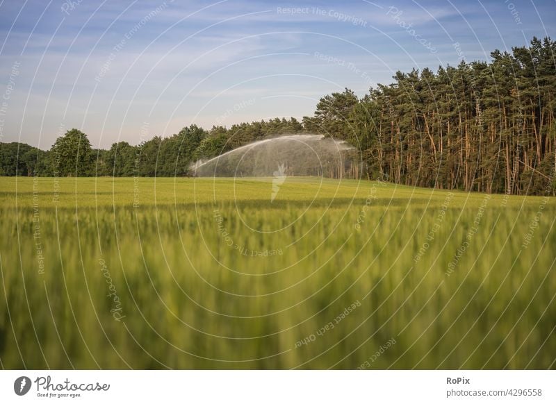 Irrigation system in a cornfield. Nature Cornfield Flower flower Field Agriculture papaver Grain Barley rye acre field flower Blossom poppyseed Contrast Summer