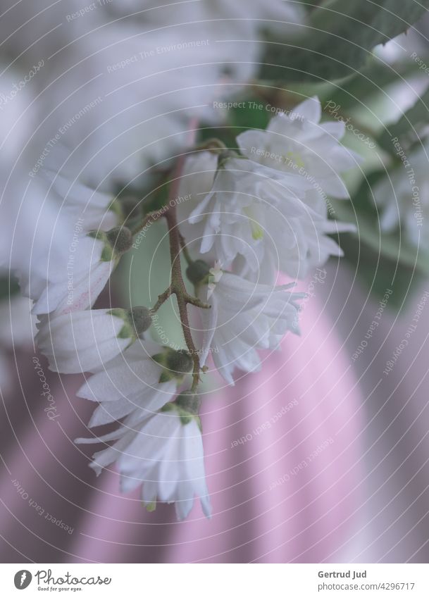 White flowers in a pink vase Flower Flowers and plants Still Life Plant Nature Blossom Spring Summer Colour photo blurriness Shallow depth of field Vase