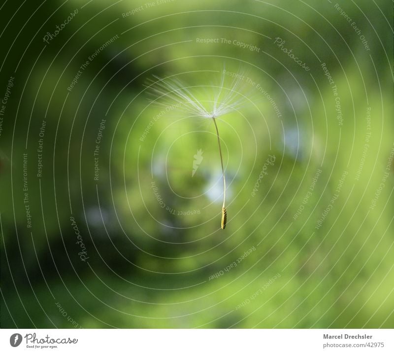 as light as a feather Dandelion Easy Hover Parachute Flying Wind Seed