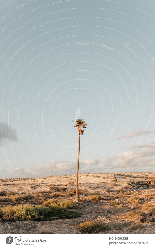 #A0# On the palm Palm tree Palm frond Palm beach palms Palm leaf wallpaper palm garden Fuerteventura Canaries Canary Islands Summer Idyll summer atmosphere