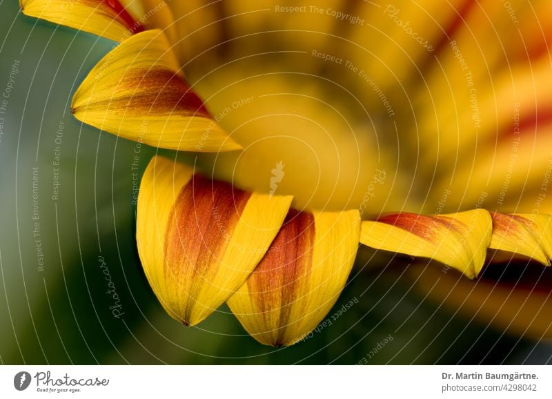 Inflorescence of a gazanie, only the flowers in the foreground are sharp Gazania Midday Gold Plant Flower inflorescence from South Africa Breeding