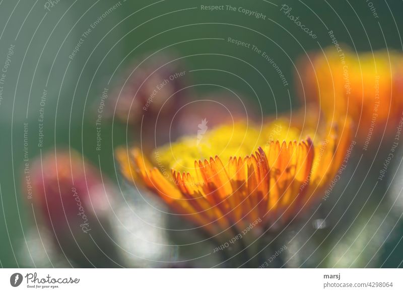 Serrated petals of the orange-red hawkweed orange hawkweed Hawkweed Blossom blossom Plant Yellow Spring Nature Flower Blossoming Orange Macro (Extreme close-up)