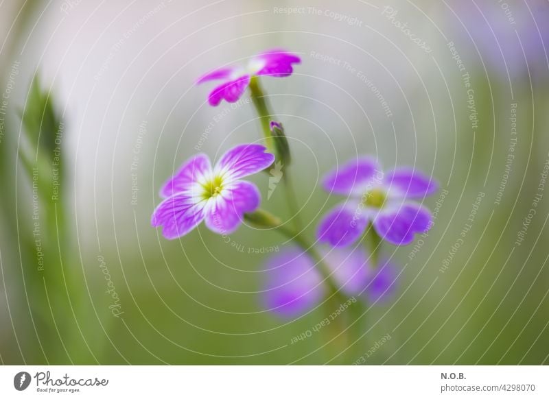 Flower close up little flowers Nature Blossom Spring Plant Blossoming Close-up Colour photo Summer Shallow depth of field Exterior shot Deserted blurriness