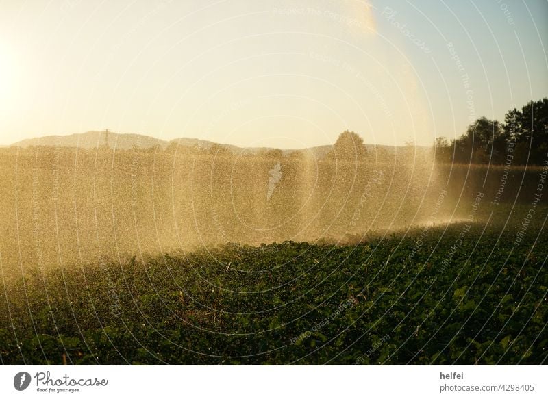 Irrigation of a field in summer Irrigated agriculture Agriculture Field Rain Sky Summer Grain Grain field Precipitation Cast Lawn sprinkler irrigation