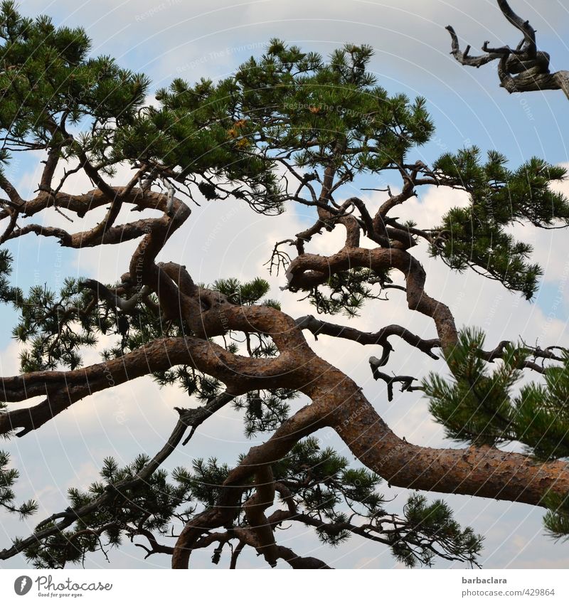 Rough climate Nature Sky Clouds Summer Tree Pine Forest Wild Power Esthetic Movement Bizarre Climate Survive Environment Growth Colour photo Exterior shot