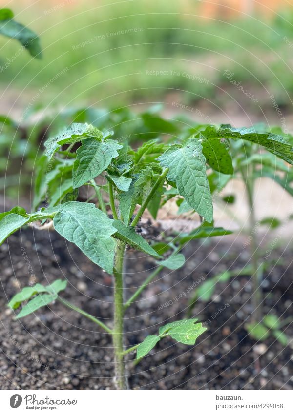 tomato. Tomato tomato plant Tomato plantation Plant Colour photo Agricultural crop Vegetable Exterior shot Nature Green Garden Growth Deserted Day Food