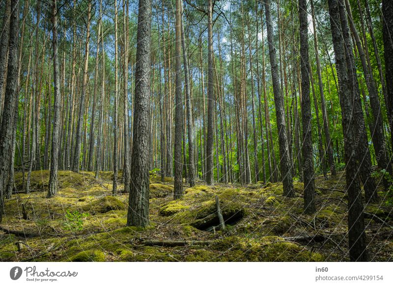 forest Forest trees Tree Moss Green