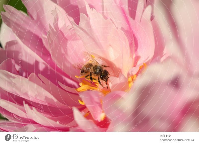 pink blossom of a peony with a bee Pink Blossom petals Pistil Stamen Peonies Peony Perennial Peony Paeoniaceae Garden Country  garden Flower flower decoration