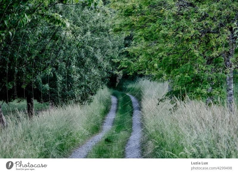 A dirt road leads into the deep green off the beaten track farm road Green Meadow trees Summer Rural Grass Field Dark green Bright green Green tones Tracks