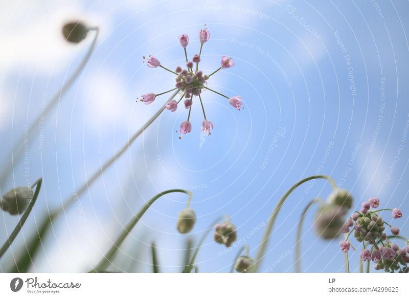 background of pink flowers against the blue sky Sky Field Feminine Warmth Firm Hope Freedom Contrast Low-key Mysterious Dream Emotions calmness tranquil Calm