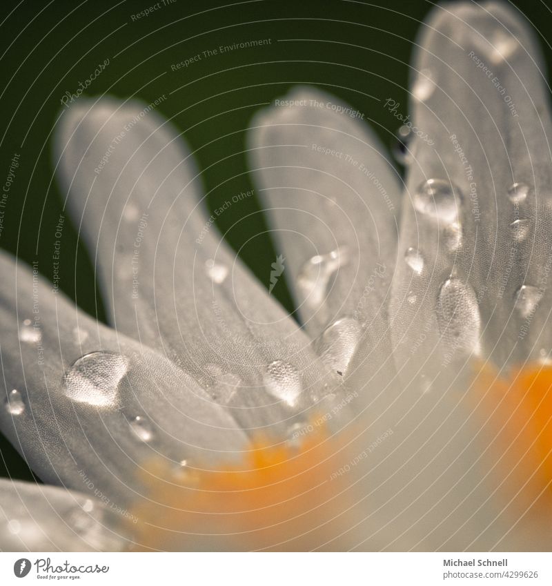 Raindrops on a daisy raindrops Drop Wet Drops of water Water Nature Close-up Detail Macro (Extreme close-up) Plant Bad weather Shallow depth of field Reflection