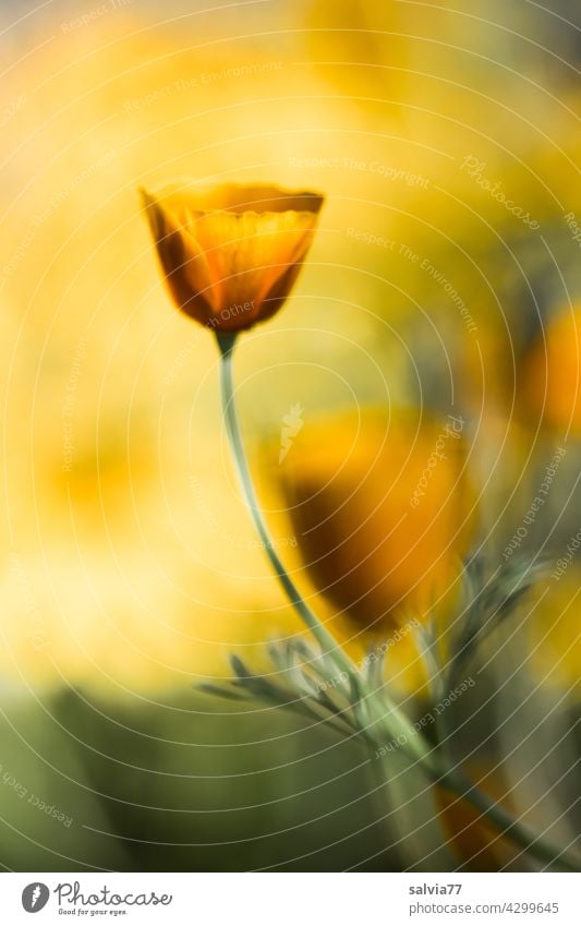 yellow-orange glows the Californian poppy in the back light Poppy flowers blossoms Summer California poppy Nature Blossom Blossoming Fragrance pastel Flower