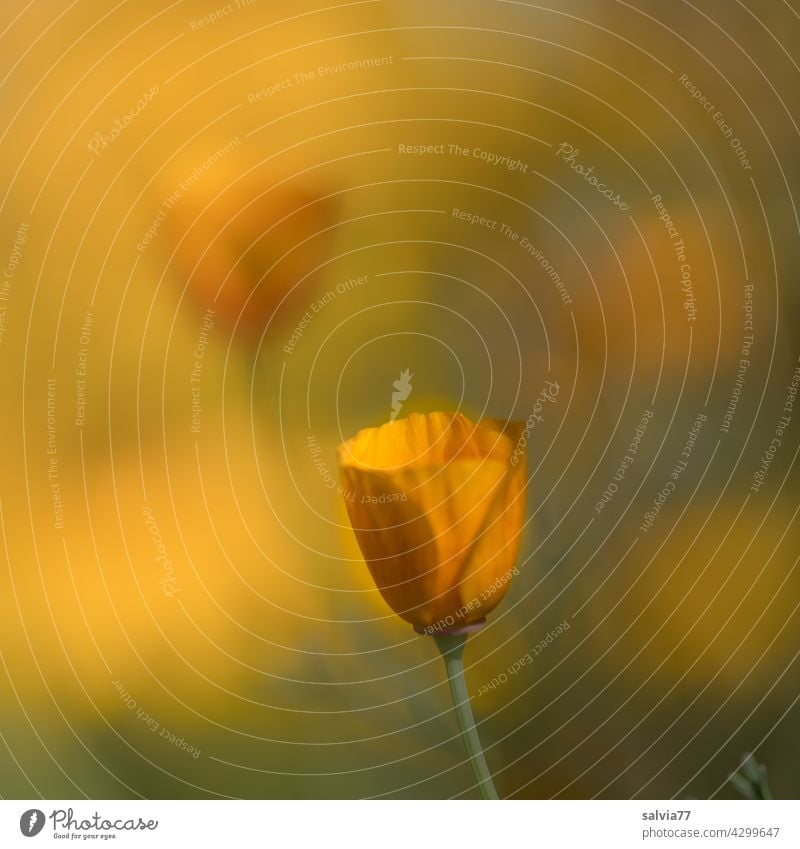 poppy seed Poppy field California poppy Poppy blossom Summer Blossom Flower Colour photo Nature Plant Blossoming Shallow depth of field Deserted 0range